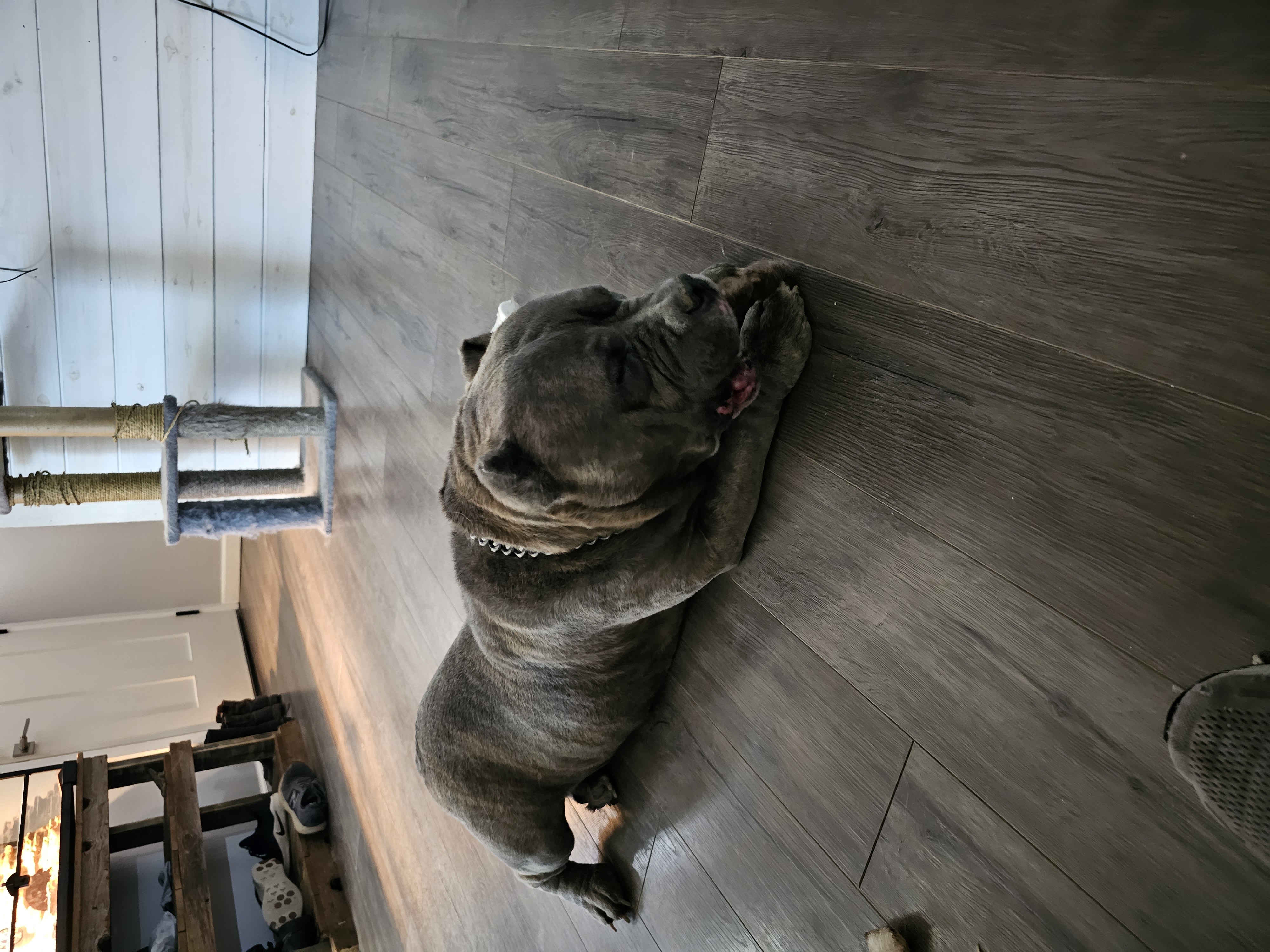 Bear, an American Bully