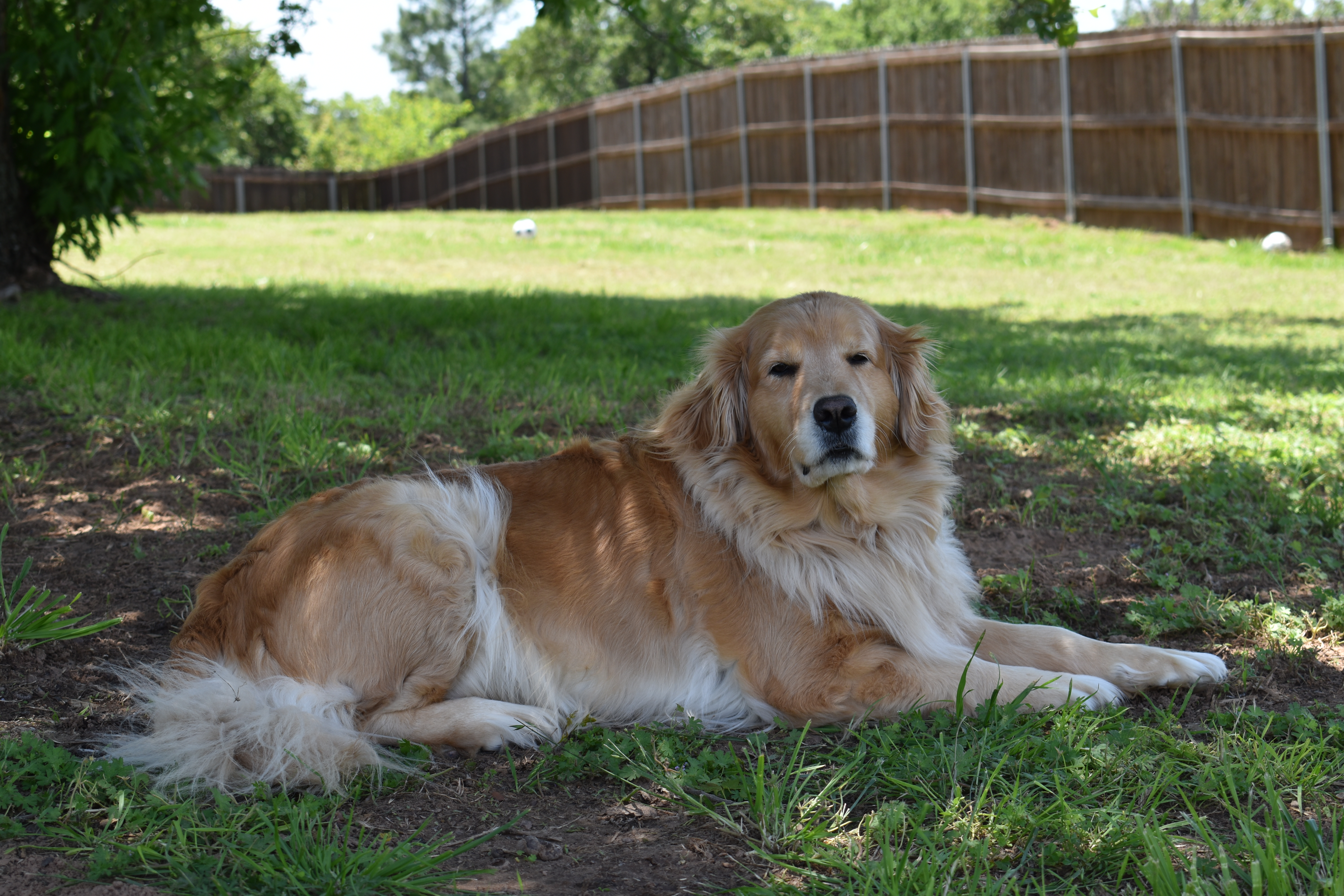 CeCe, a Golden Retriever