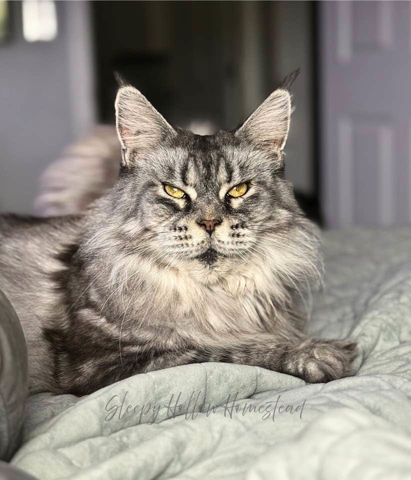 Delta, a female Maine Coon cat