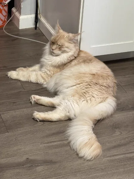 Jack, a male Maine Coon cat, resting on the floor