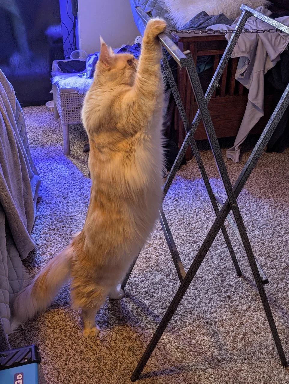 Jack, a male Maine Coon cat, standing on his hind legs