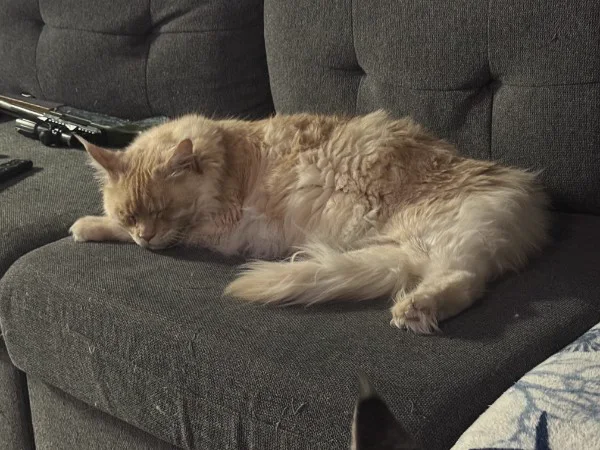 Jack, a male Maine Coon cat, sleeping on the couch