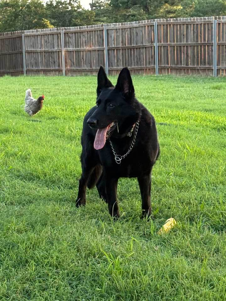 Mama, a Black German Shepherd