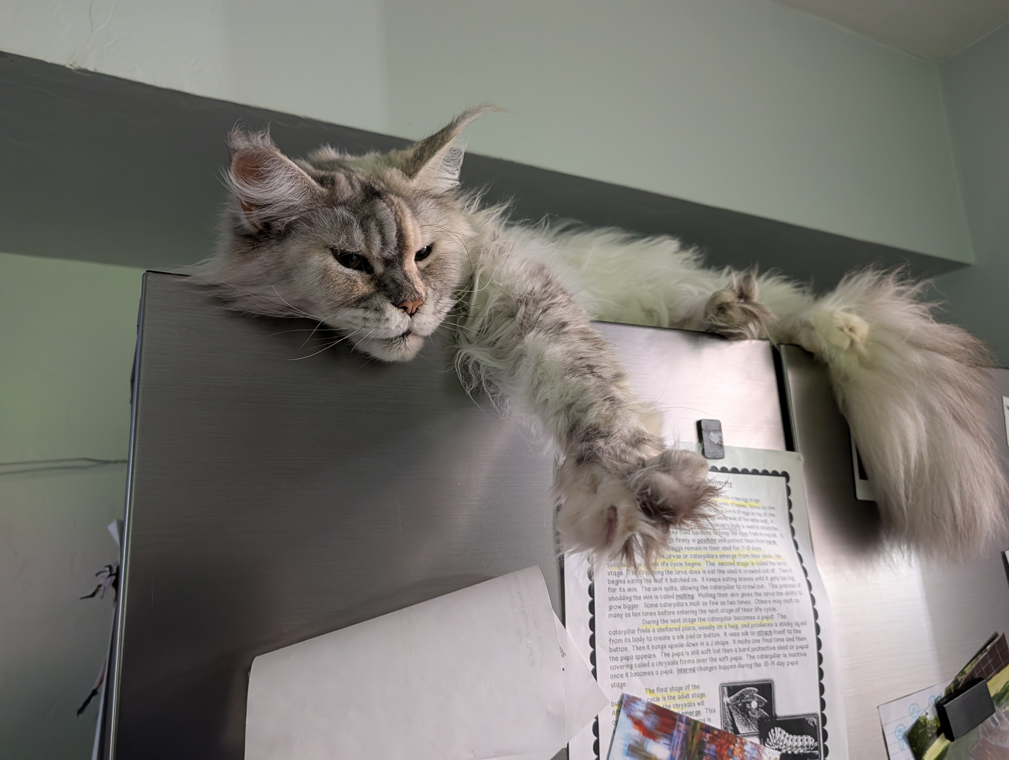 Nina, a female Maine Coon cat