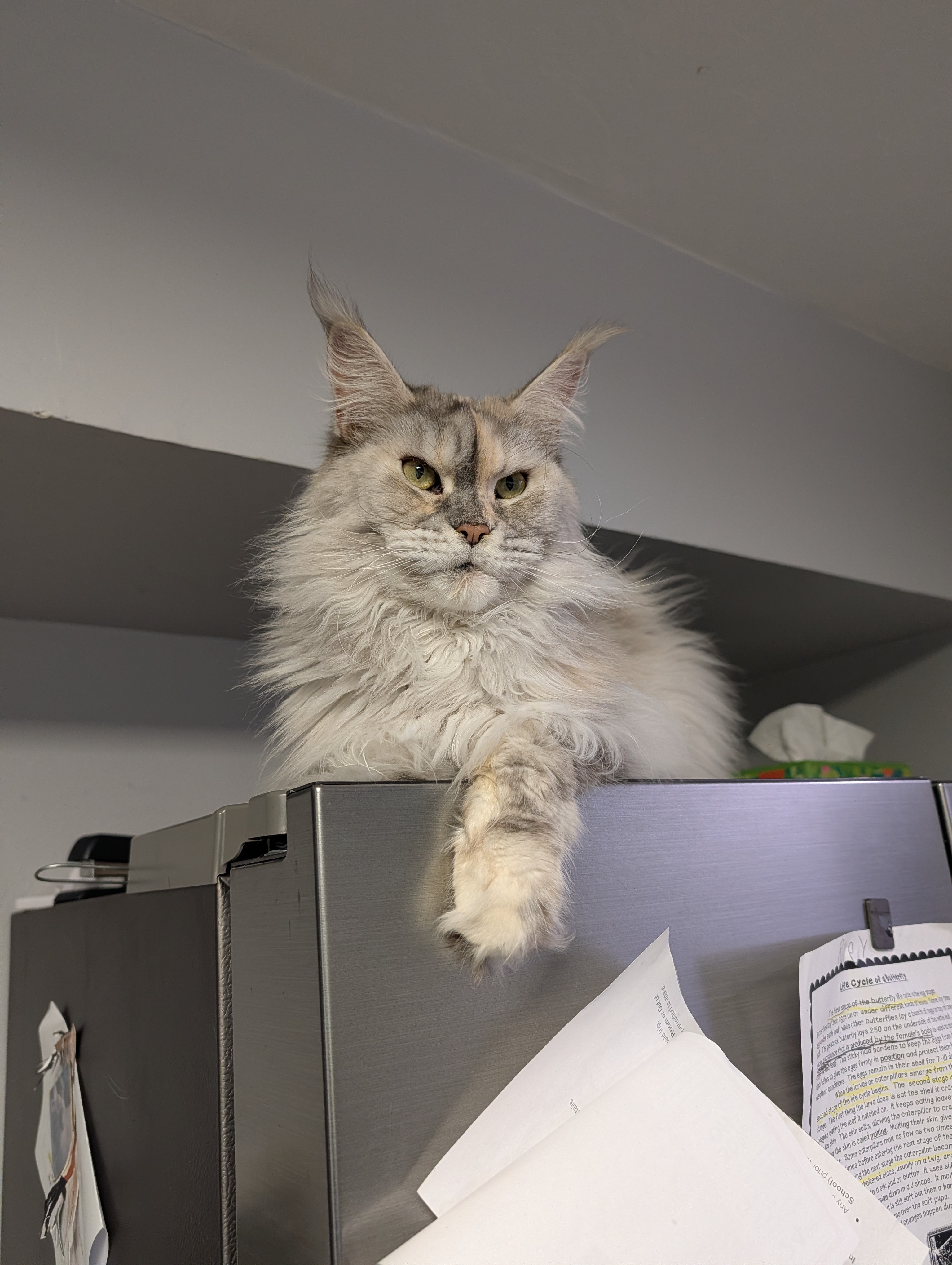 Nina, a female Maine Coon cat