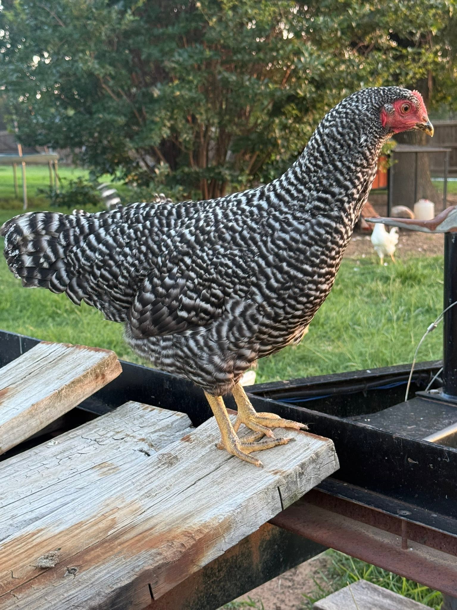 Barred Rock hen