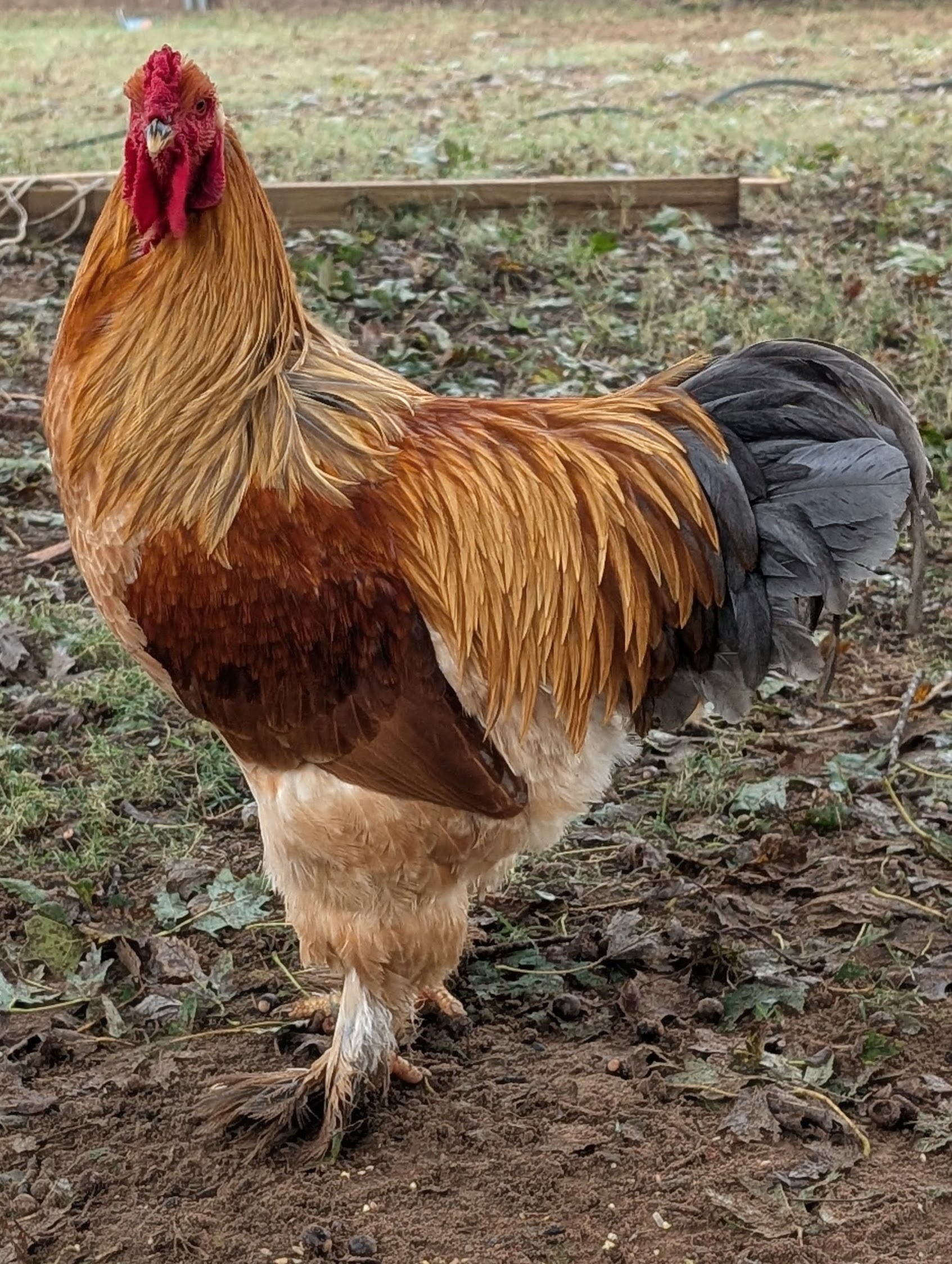 Buff Brahma rooster