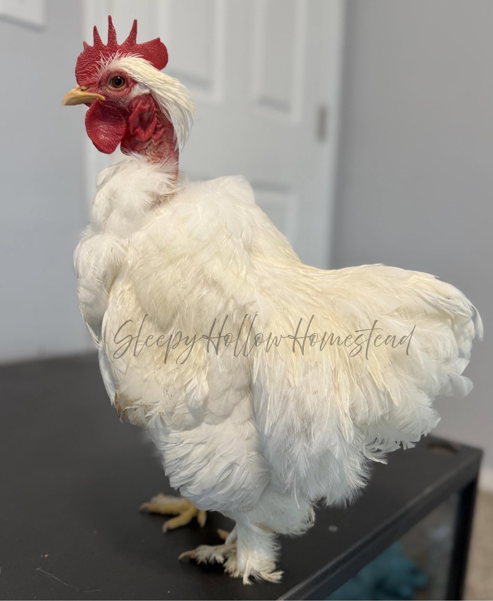 White Cochin rooster