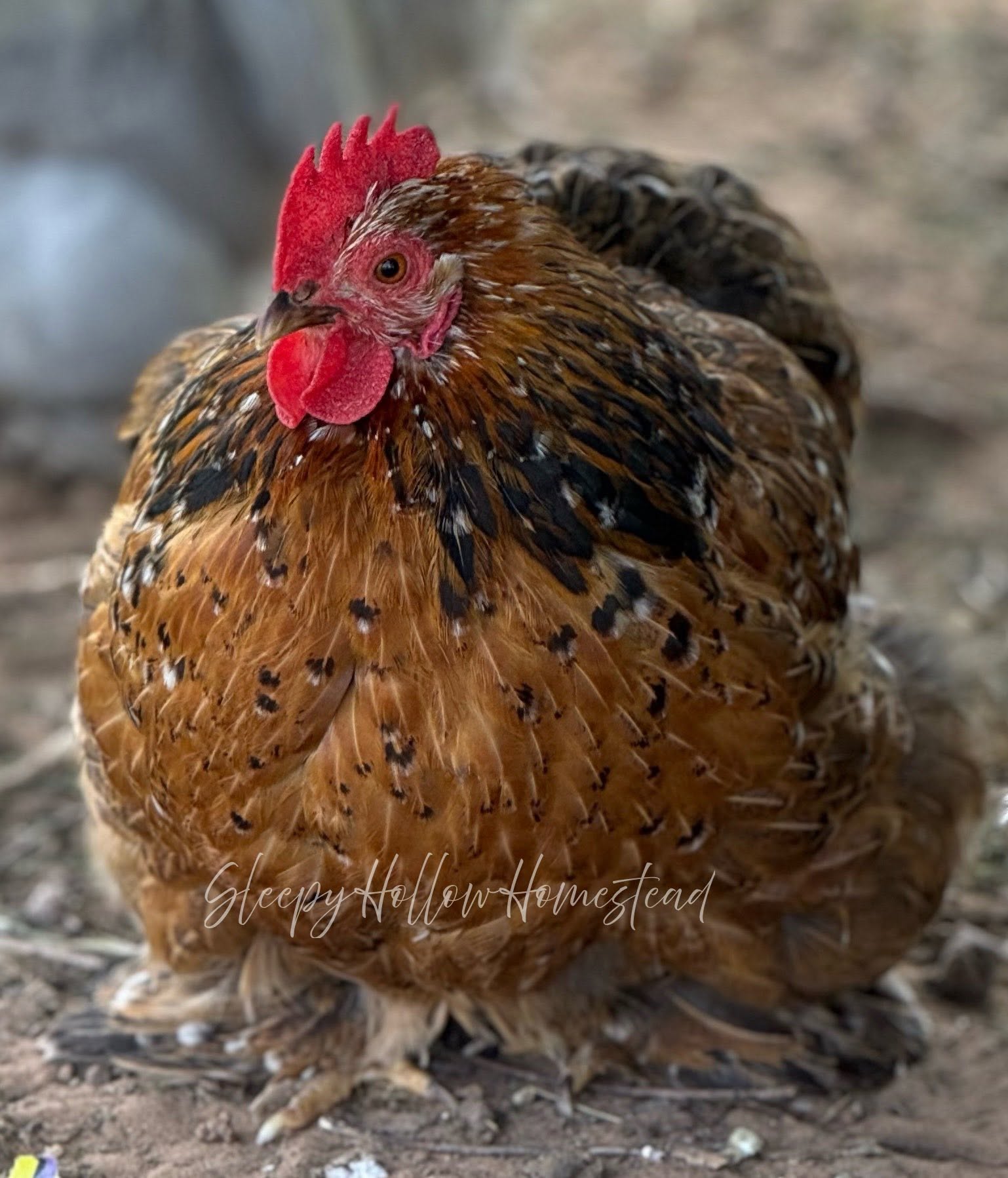 Brown Cochin rooster