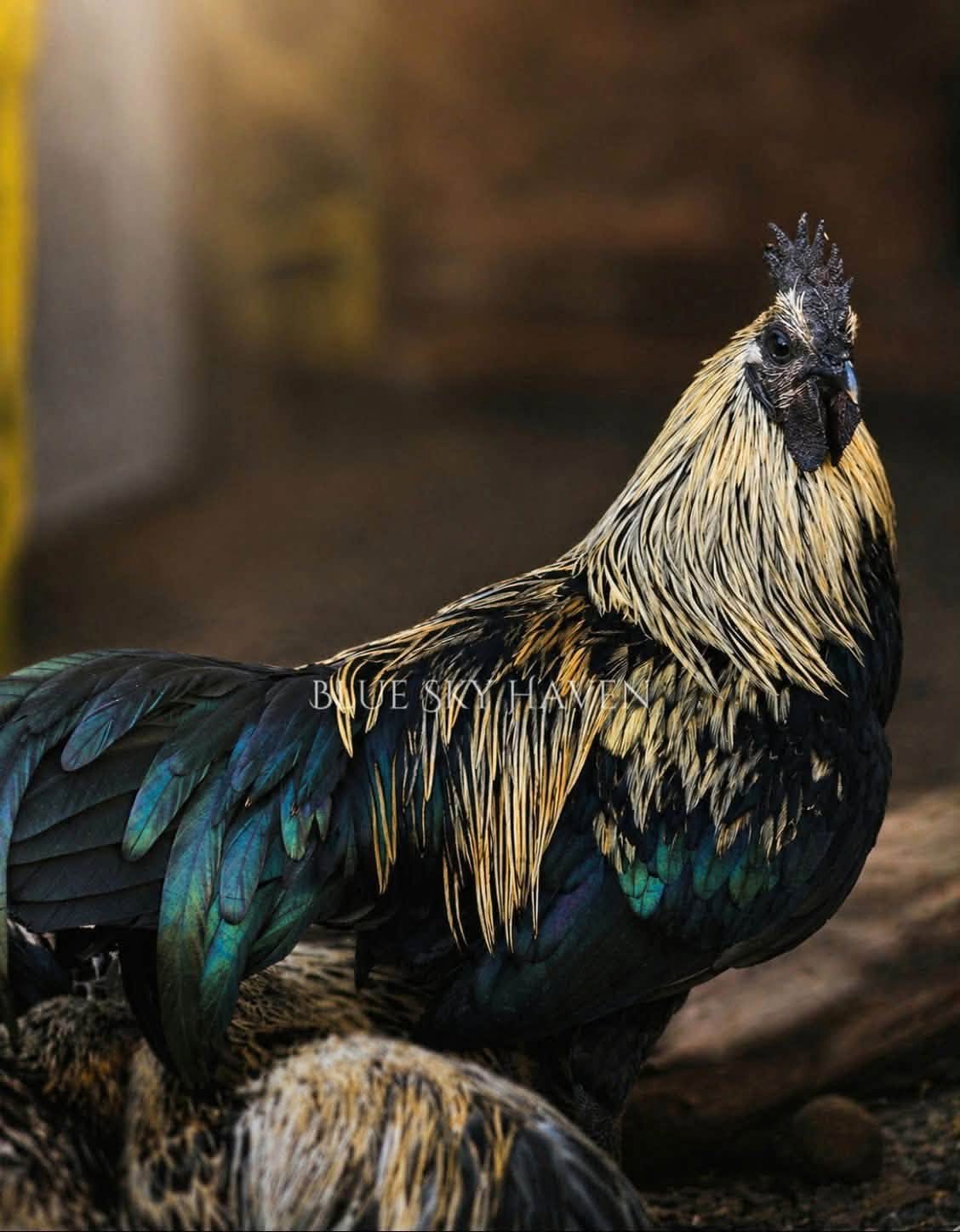 Black and gold Hmong rooster