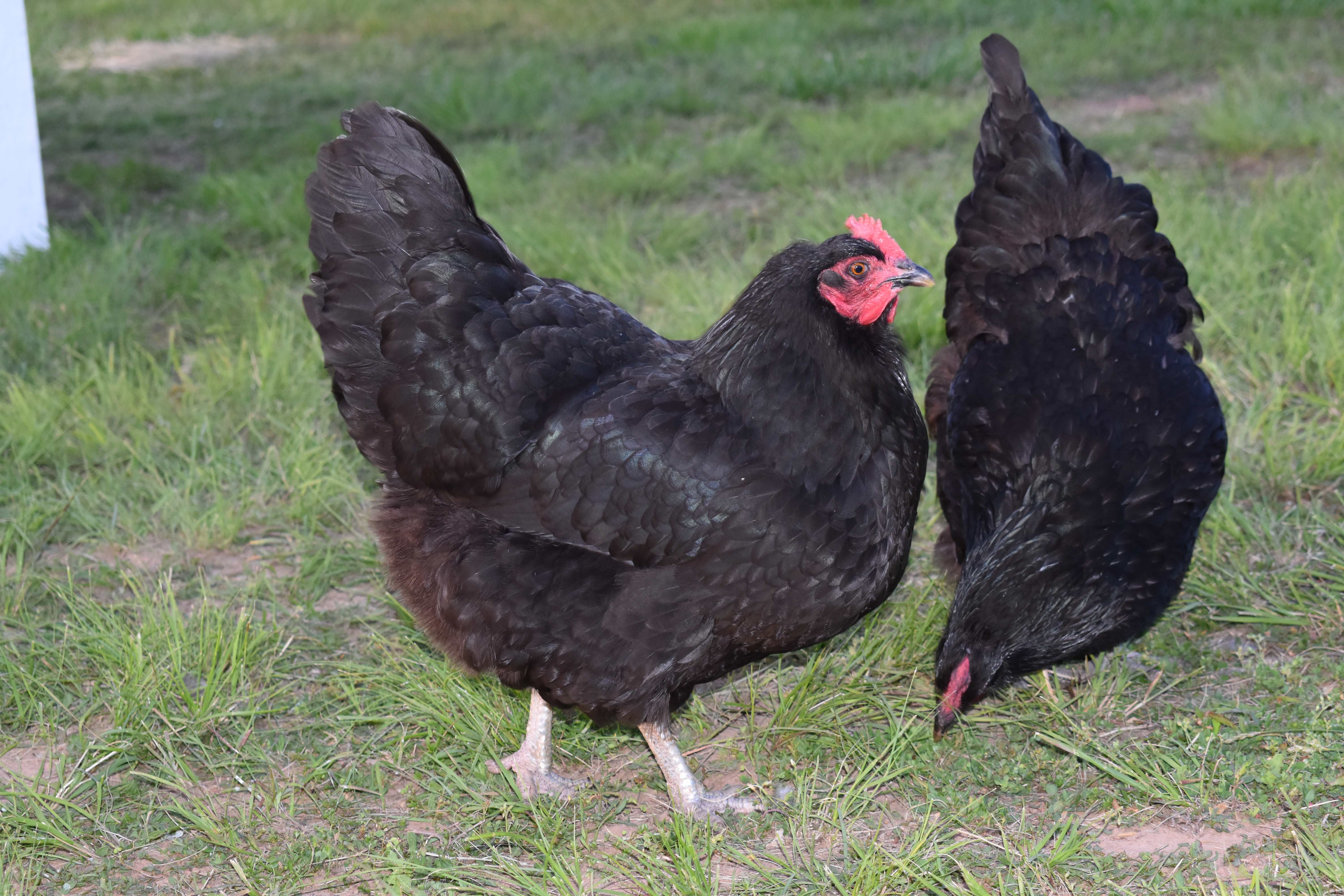 Black Jersey Giant hens