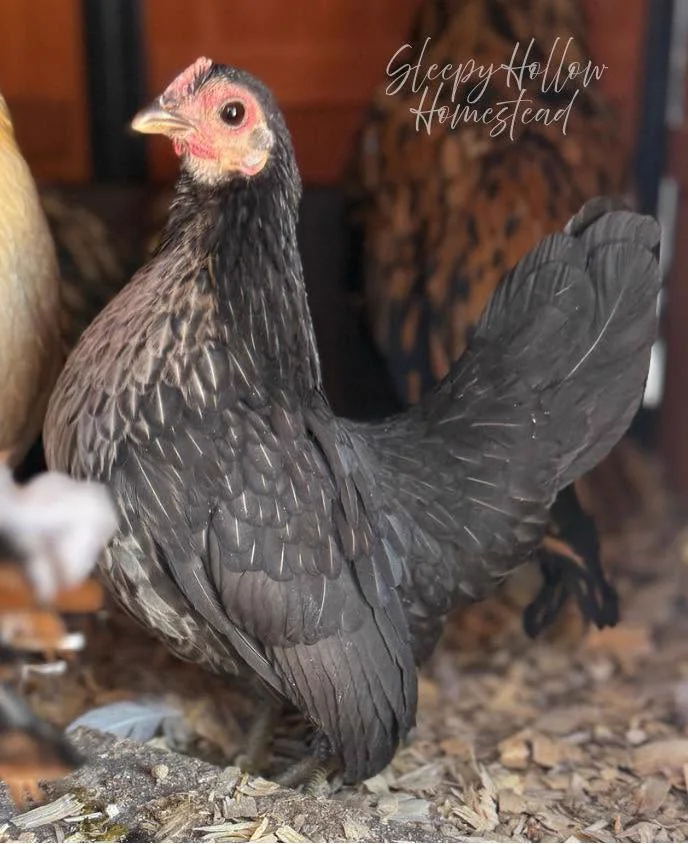 Black Kikiriki hen