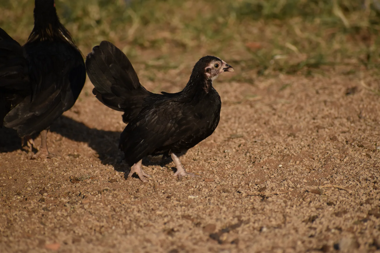 Black Kikiriki hen