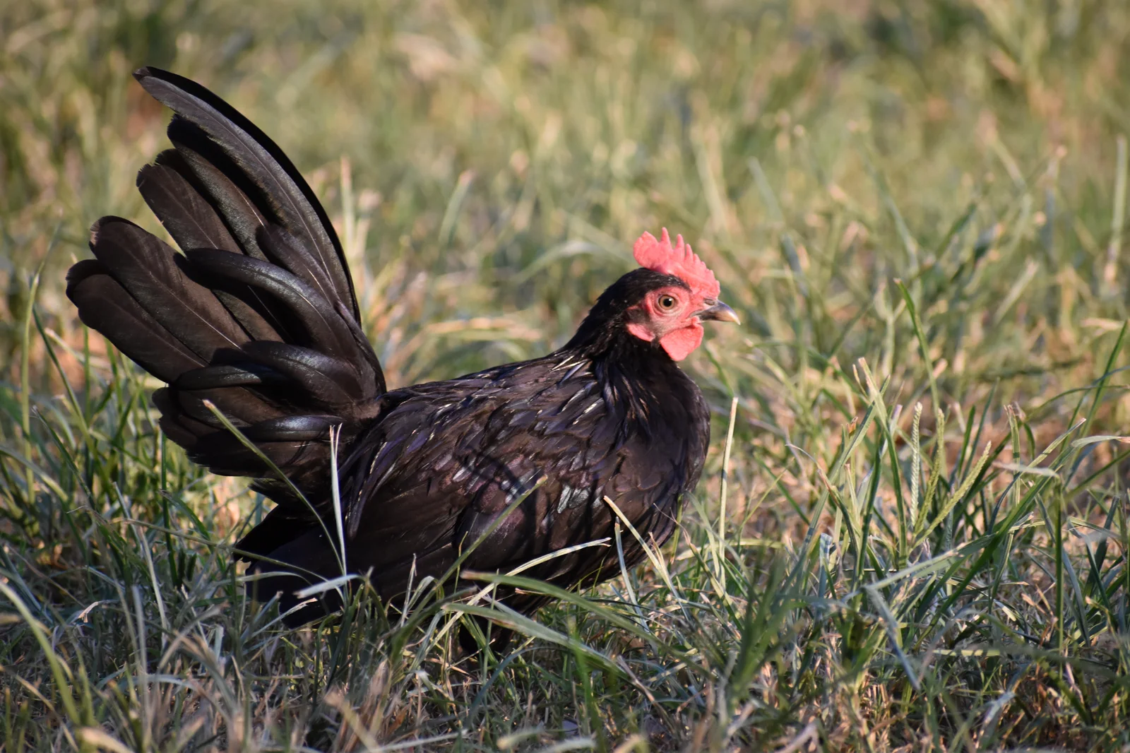Black Kikiriki rooster