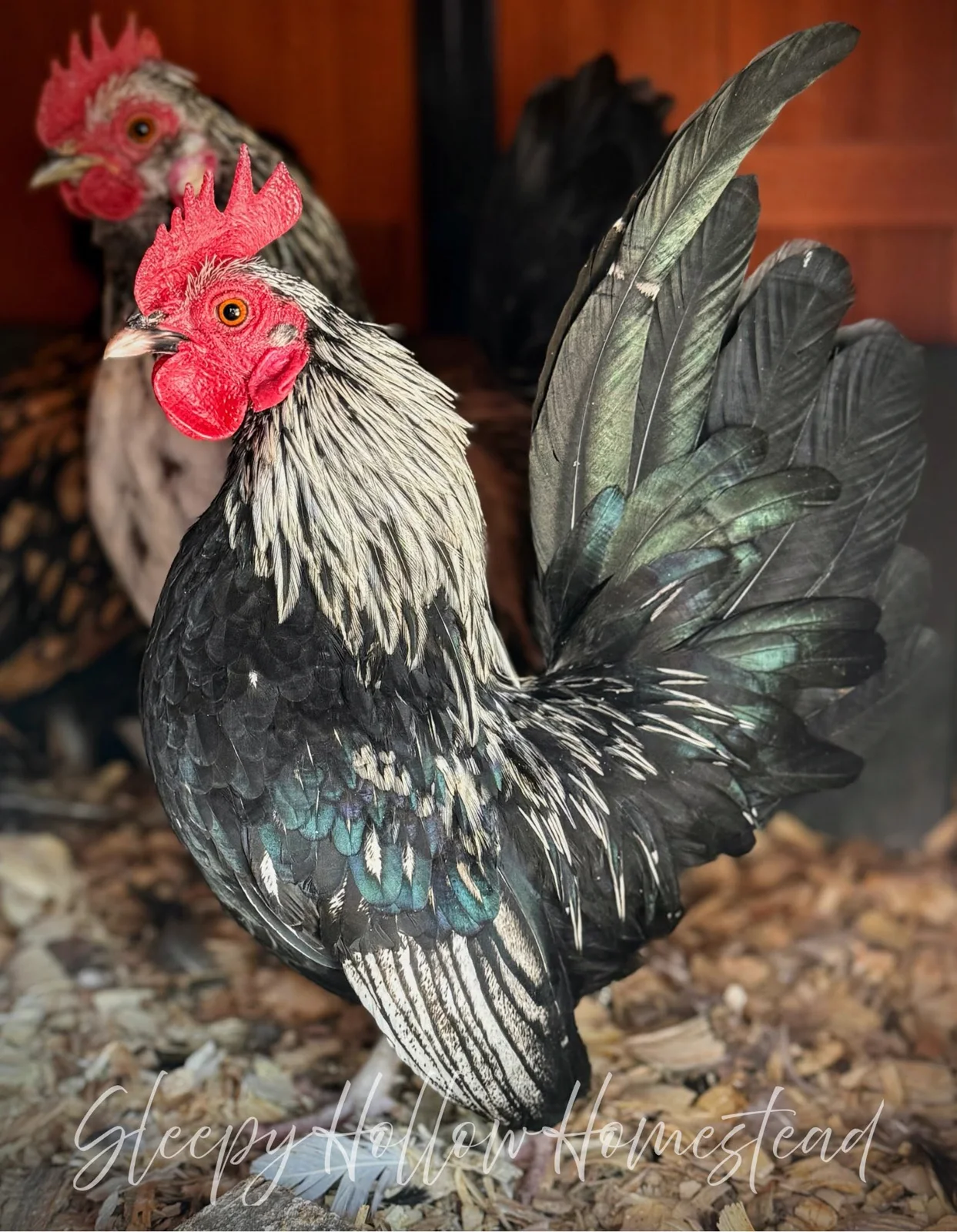 Black and white Kikiriki rooster