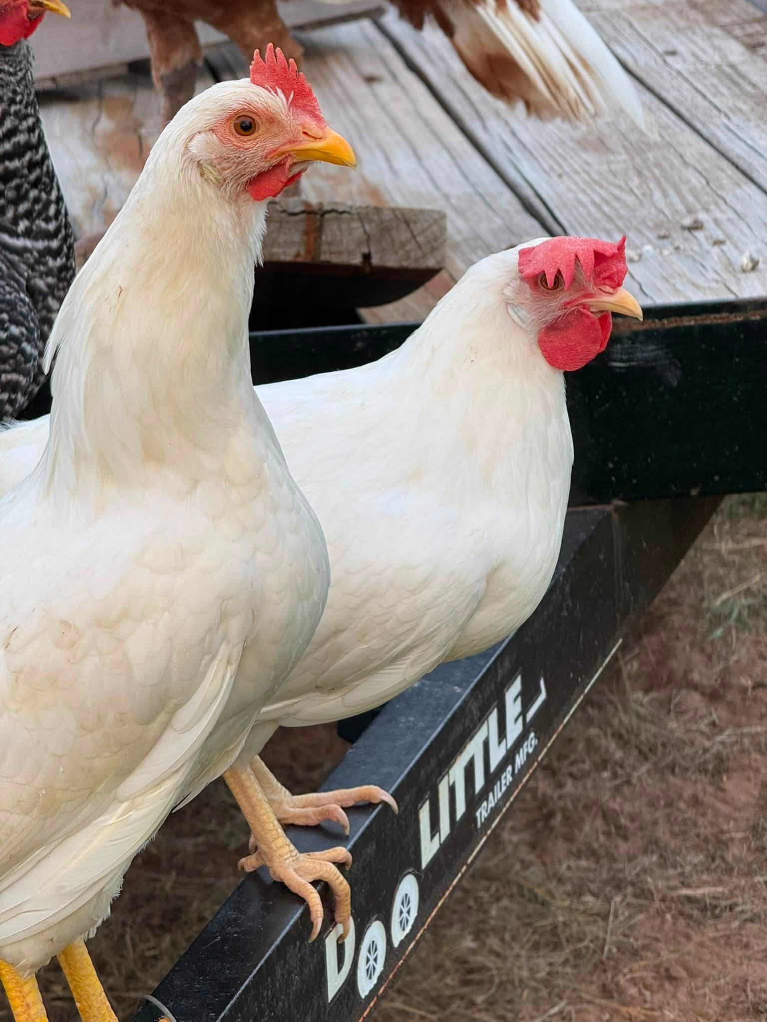White Leghorn hens