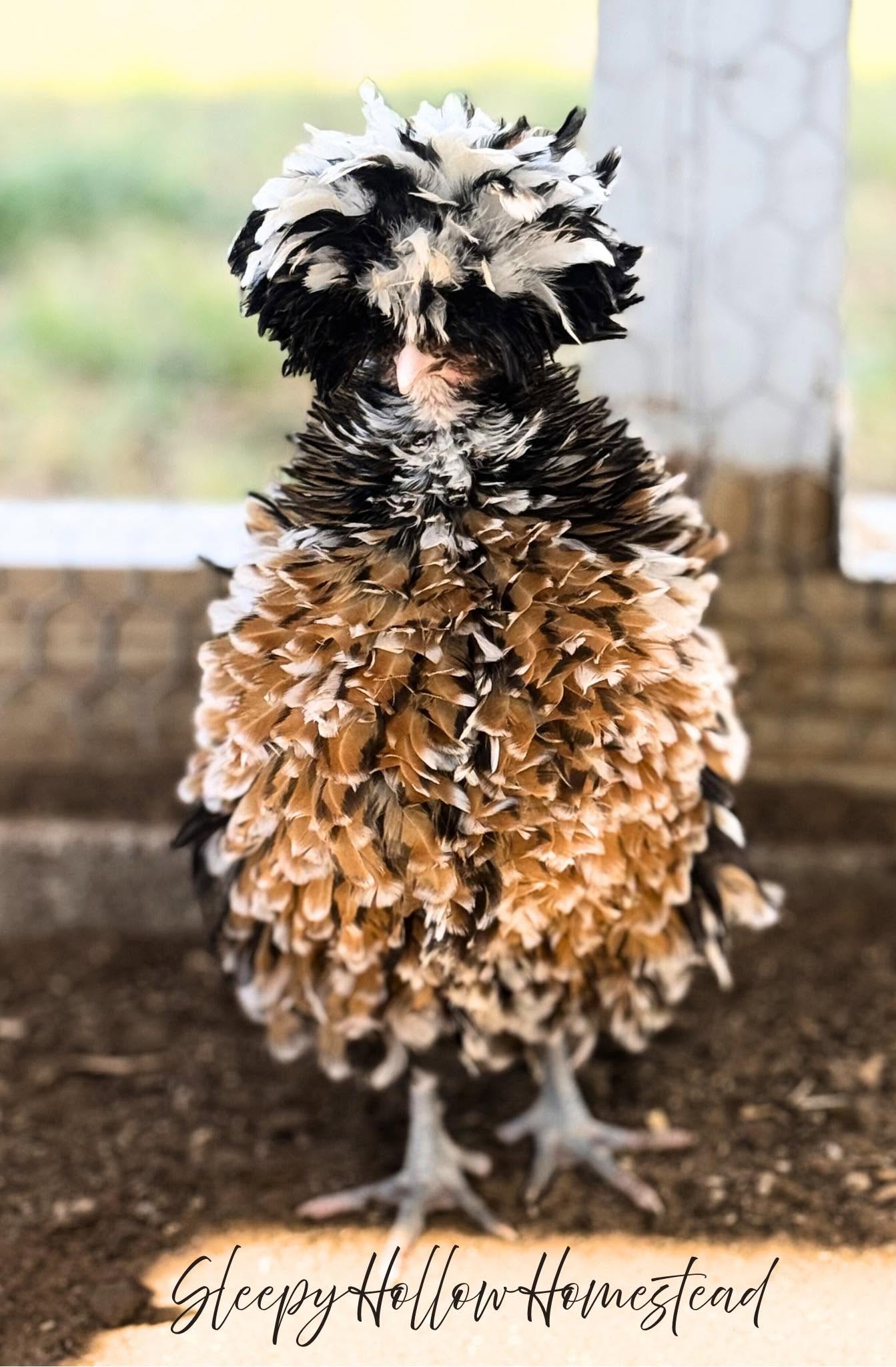 Brown, black and white Polish hen