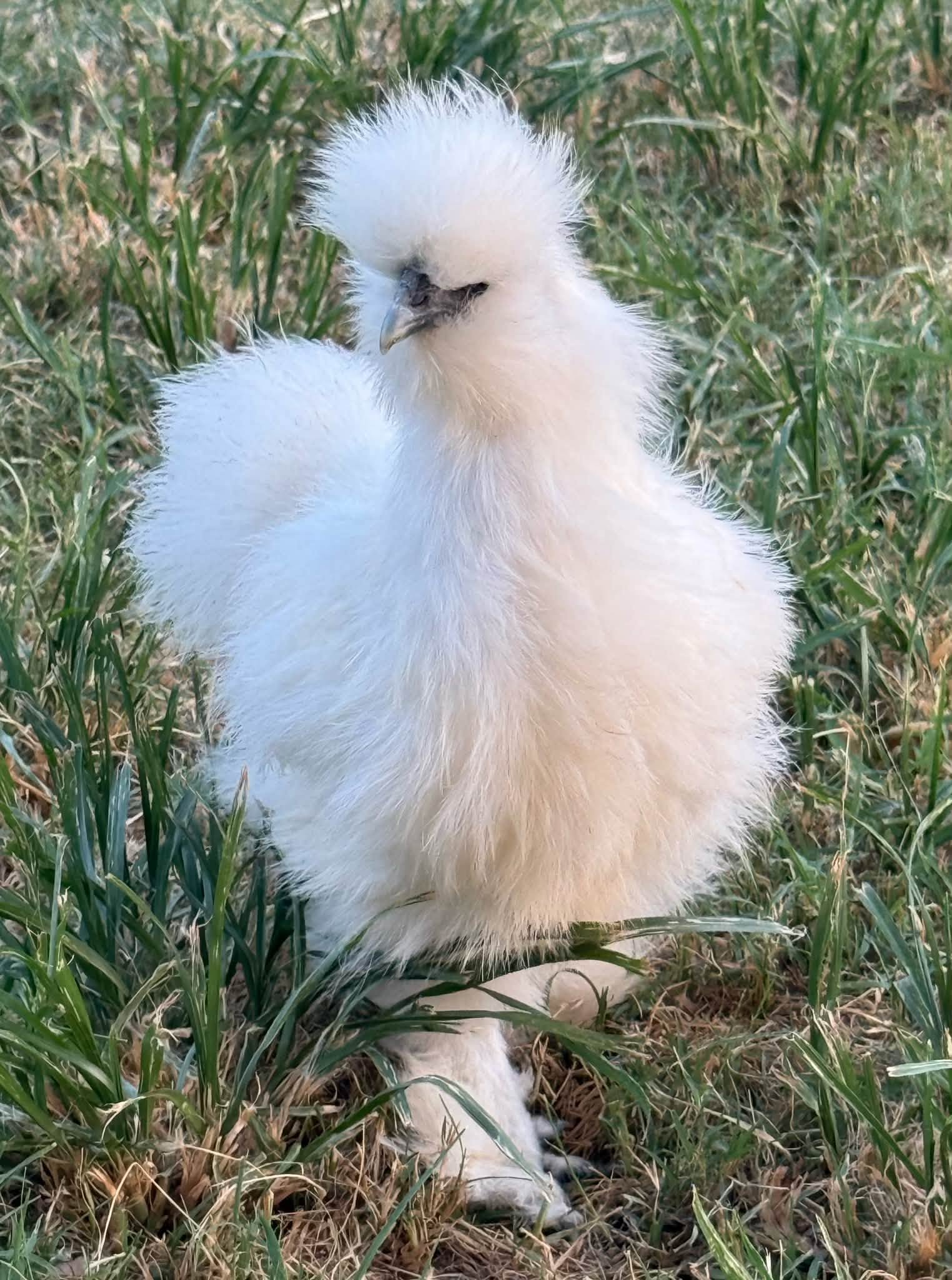 White Silkie hen