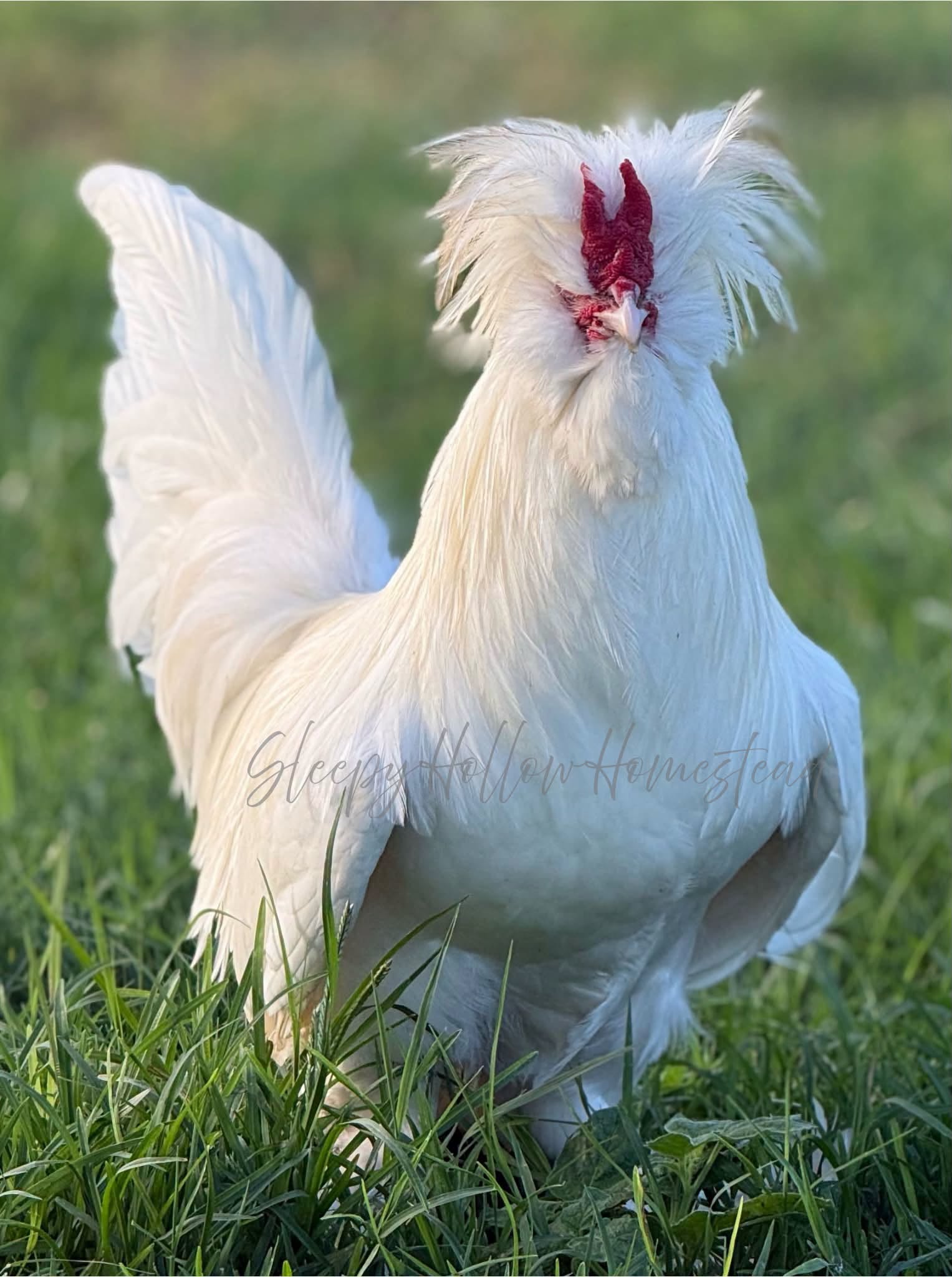 White Sultan rooster