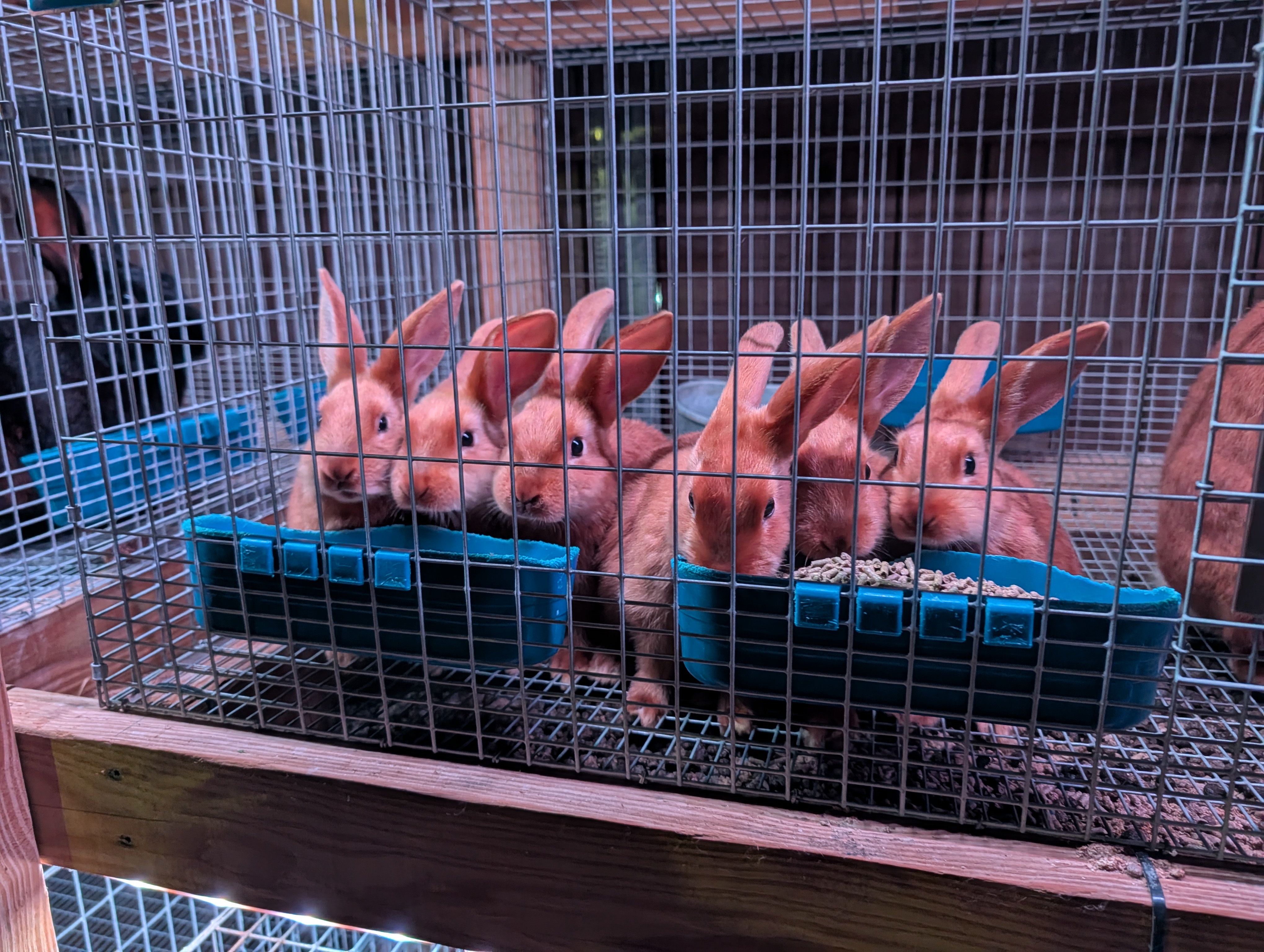 New Zealand Red kits in the nest box