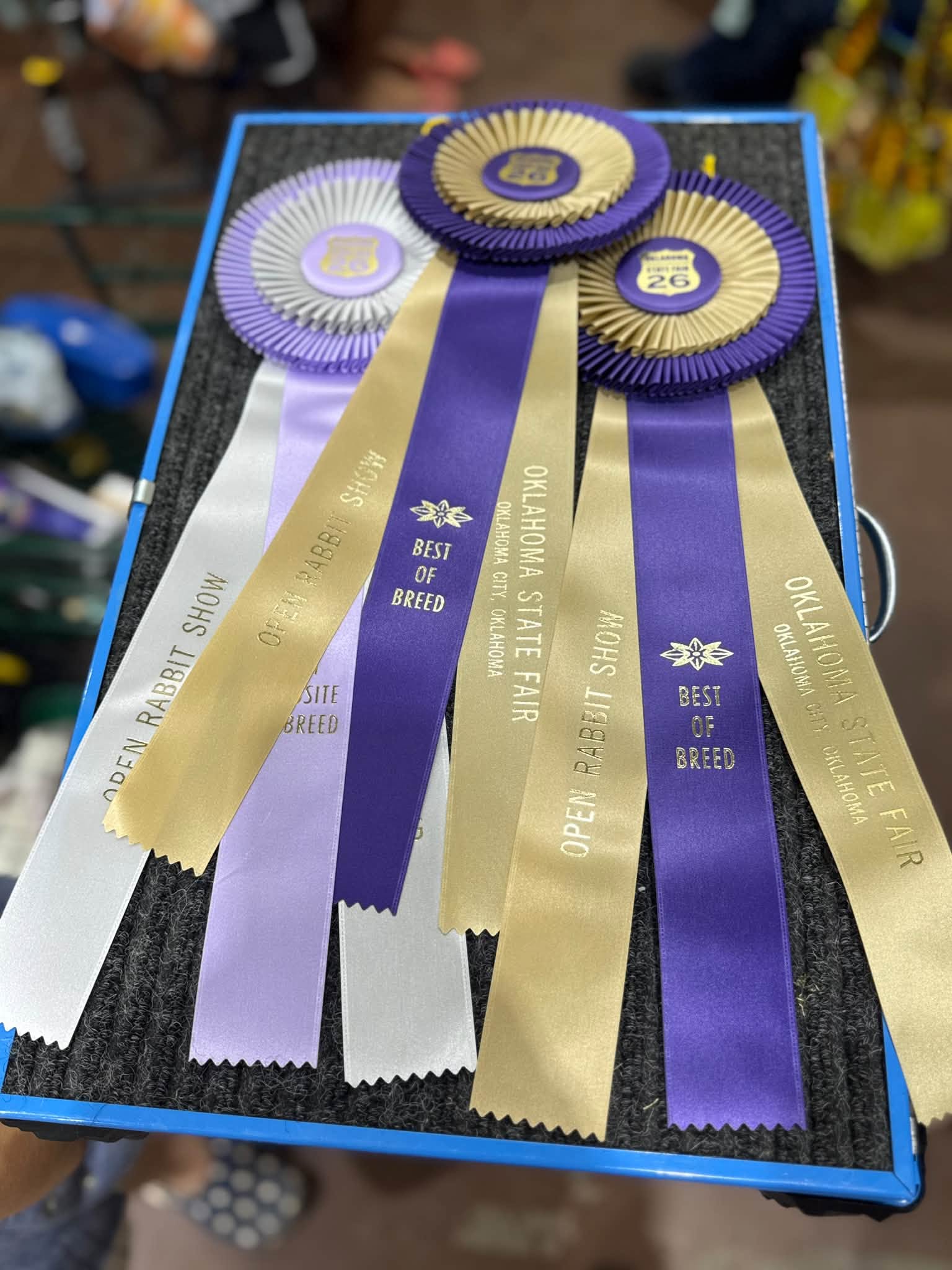 Purple, gold and lavender Oklahoma State Fair Open Rabbit Show ribbons, including two Best of Breed rosettes, laid out on a blue-framed table