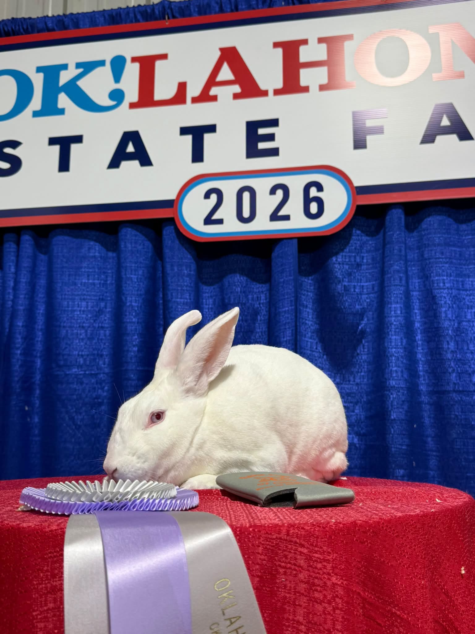 White New Zealand rabbit on a red-draped table with ribbons, in front of an Oklahoma State Fair 2026 sign